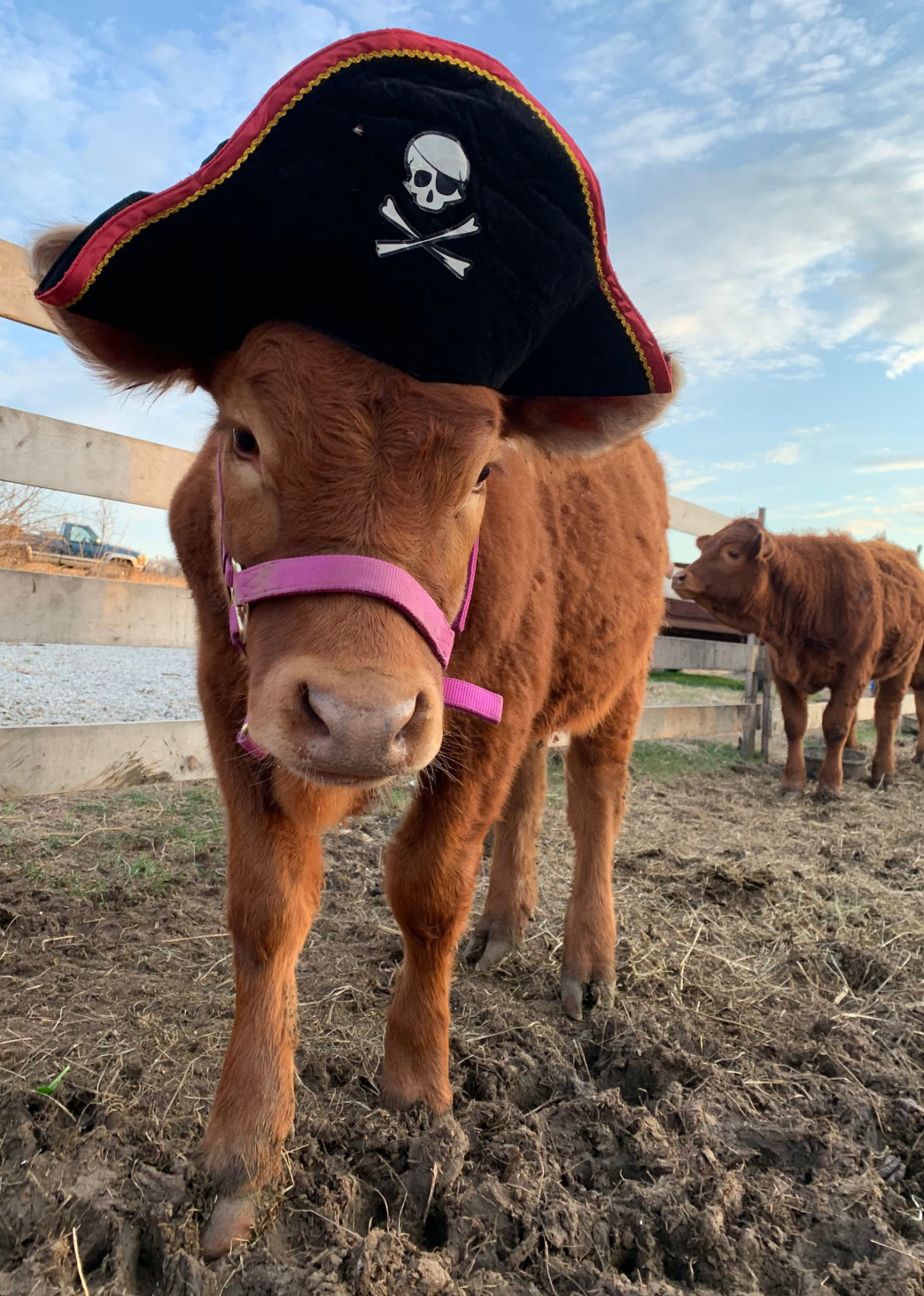 New calf
